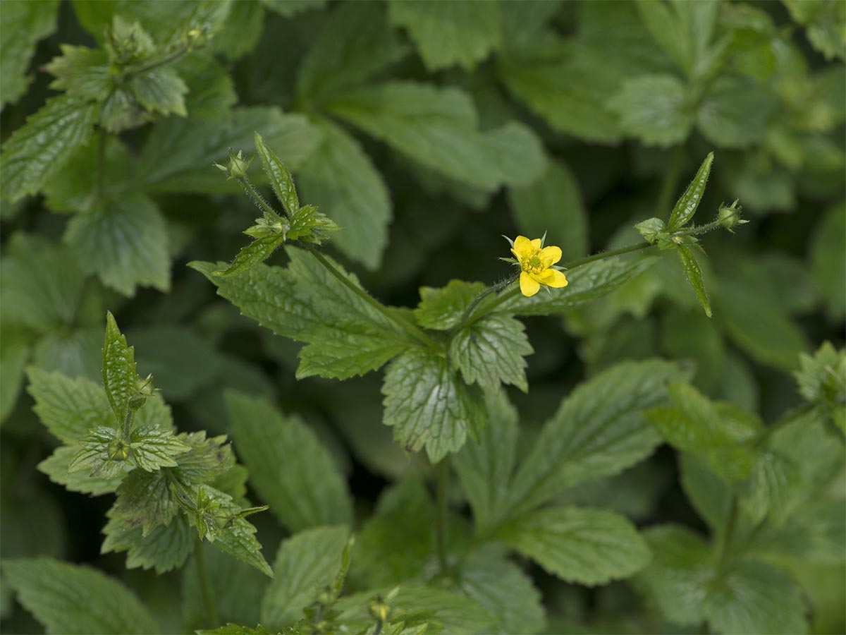 Geum urbanum